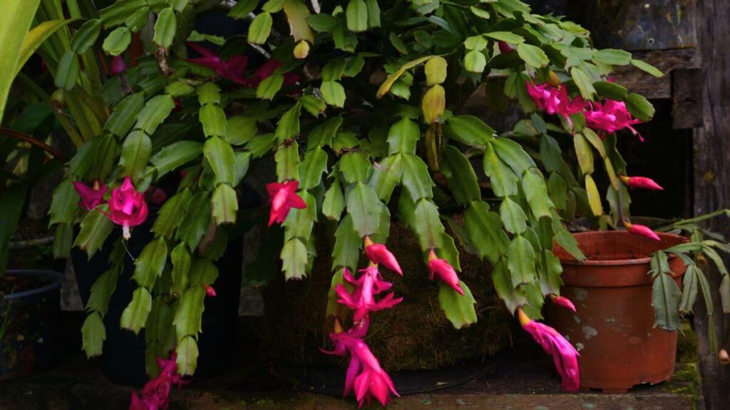 Flor de Maio