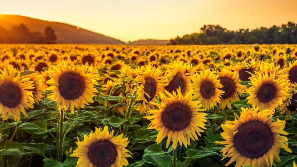 Benefícios e Vantagens do Cultivo de Girassol