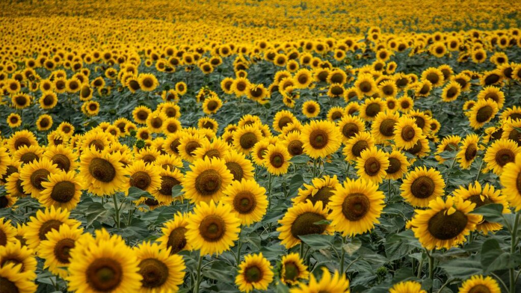 Como Plantar e Cultivar Girassóis