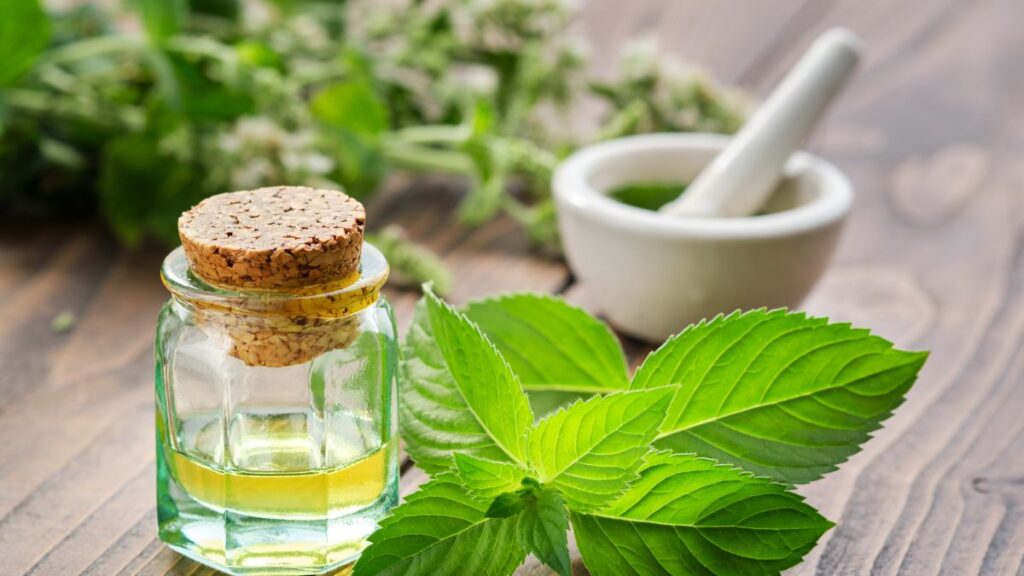 Hortelã-pimenta-benefícios-usos-e-como-cultivar