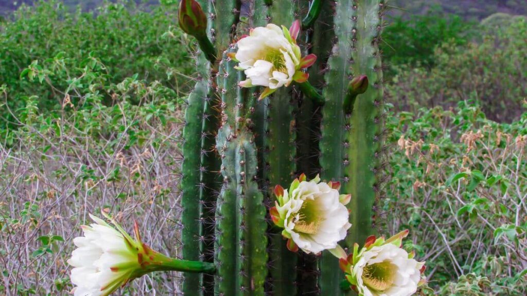 O Que São as Flores de Mandacaru