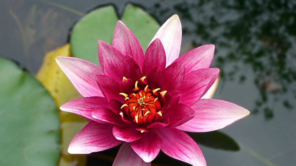 O Que é o Significado da flor de lótus