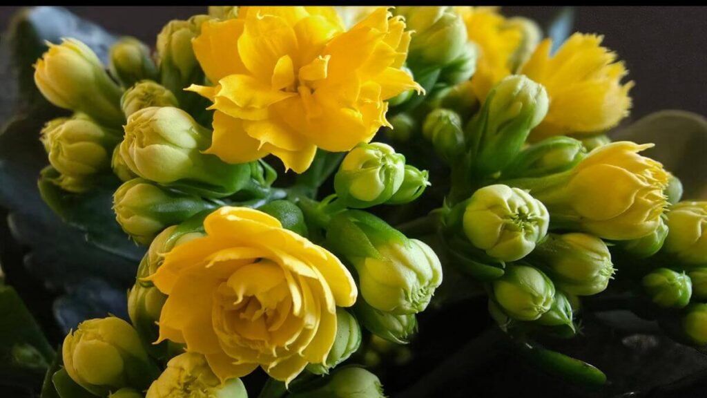 Benefícios e Vantagens da Flor Kalanchoe