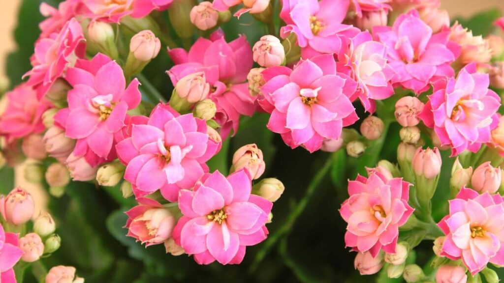 Benefícios e Vantagens da Kalanchoe