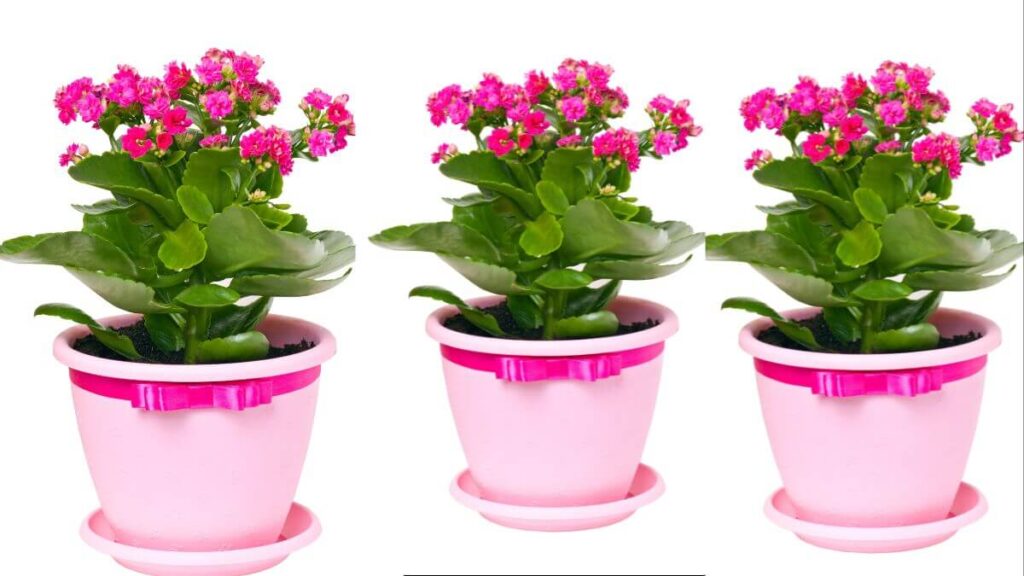 Benefícios e Vantagens de Saber Kalanchoe Como Cuidar