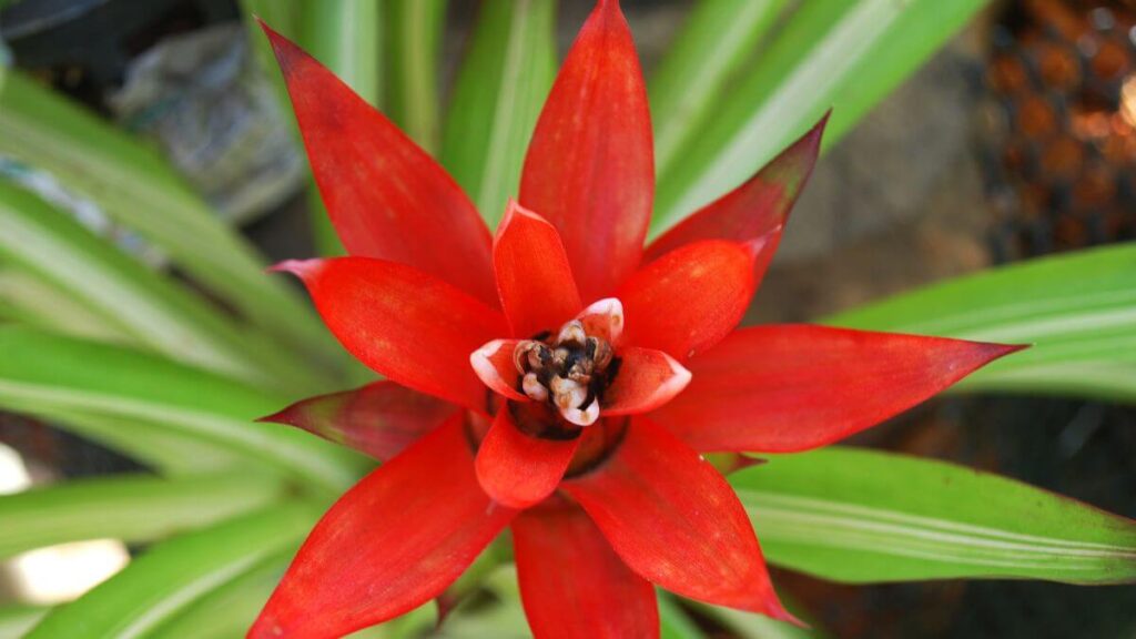 Bromélia