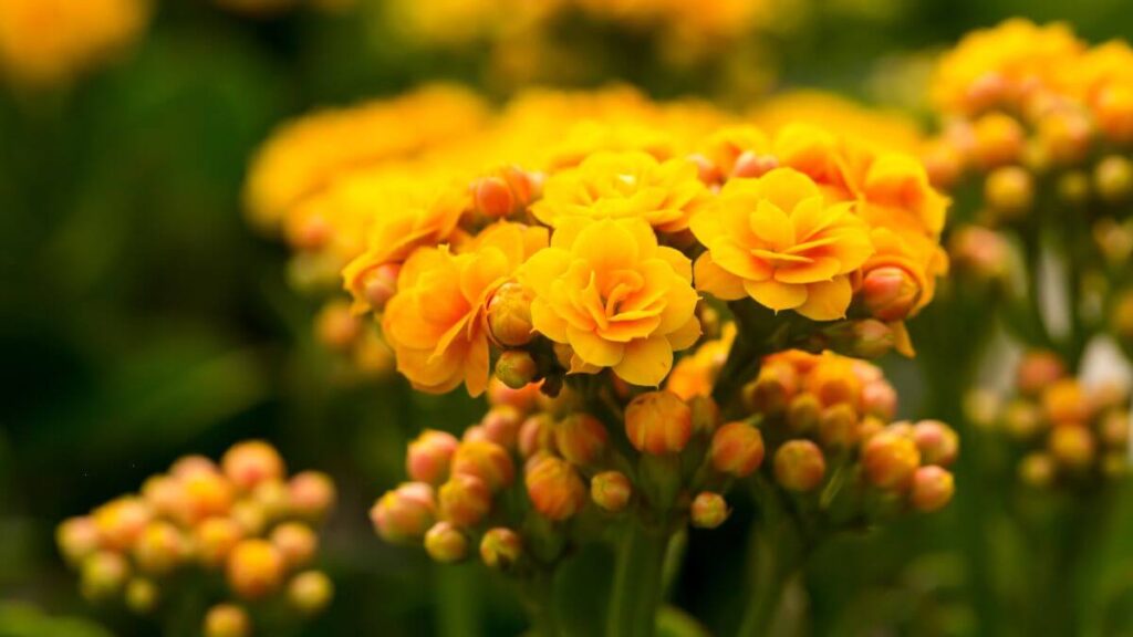 Como Cuidar da Kalanchoe