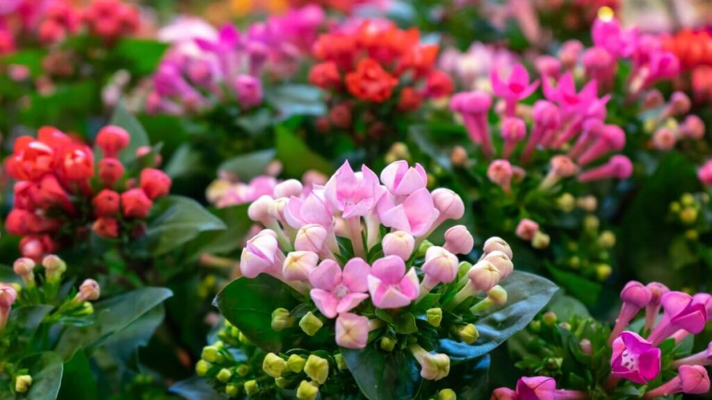 Como Fazer a Kalanchoe Florescer o Ano Todo