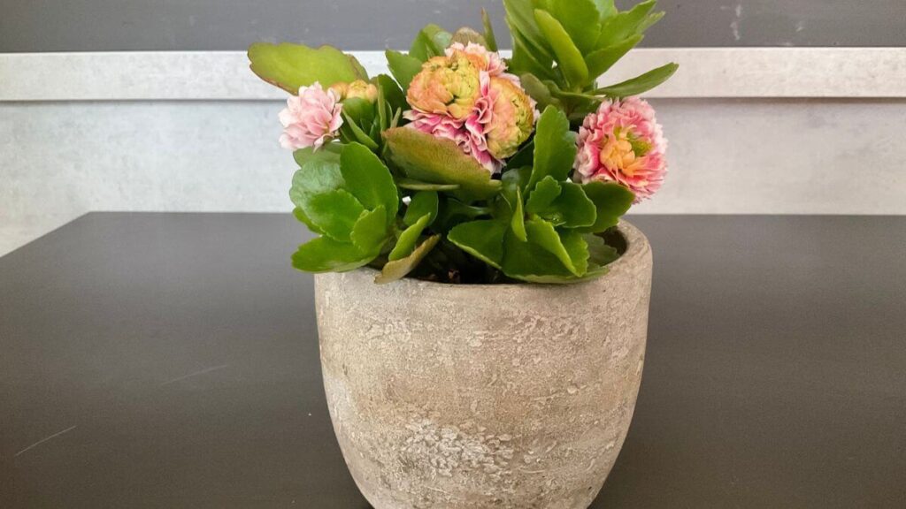 Induzindo Novas Florações na Kalanchoe
