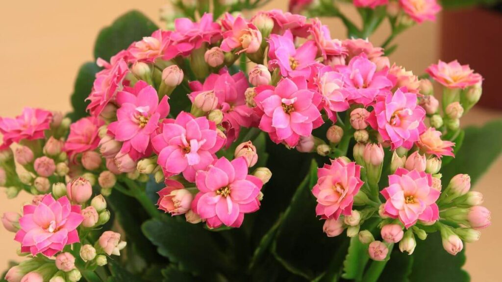 Kalanchoe