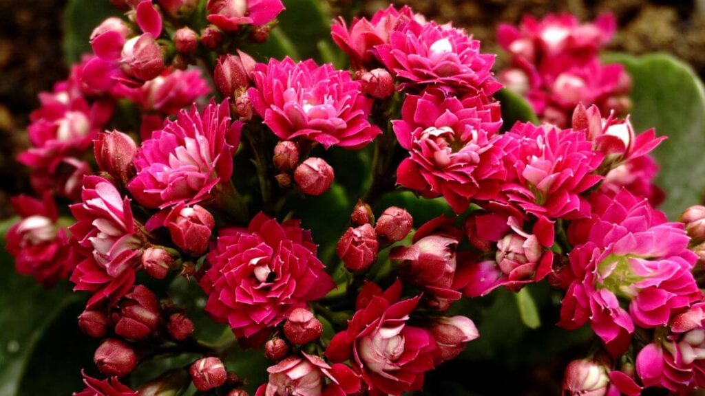 Kalanchoe Como Cuidar no Dia a Dia