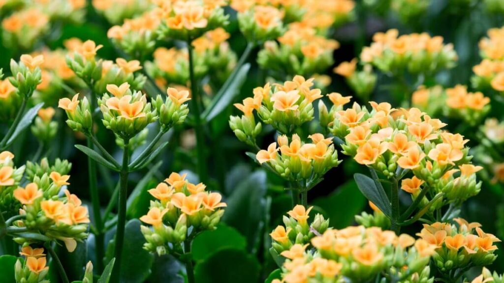 O Que é Kalanchoe
