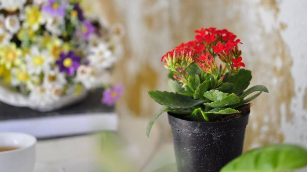O Que é Kalanchoe e Como Cuidar Corretamente