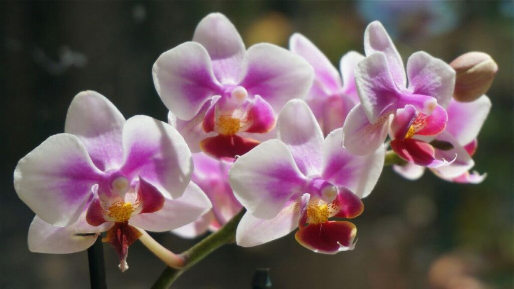 Orquídea Phalaenopsis