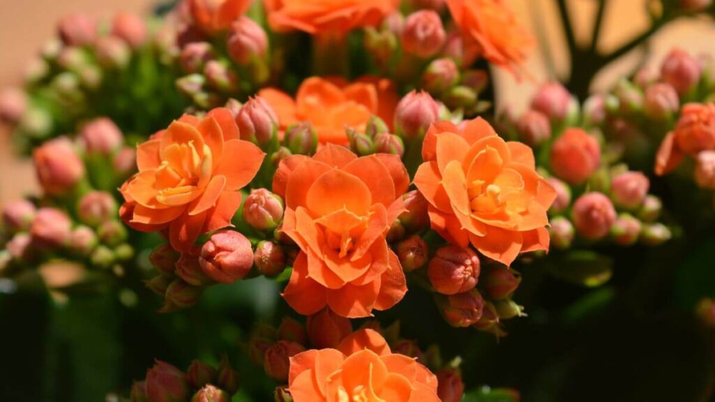 Propagação da Kalanchoe Multiplicando Sua Coleção