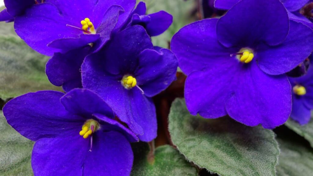 Violeta Africana