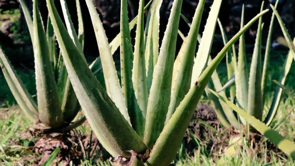Principais Benefícios da Babosa nas Plantas