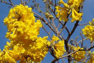 10 árvores com flores para plantar na calçada