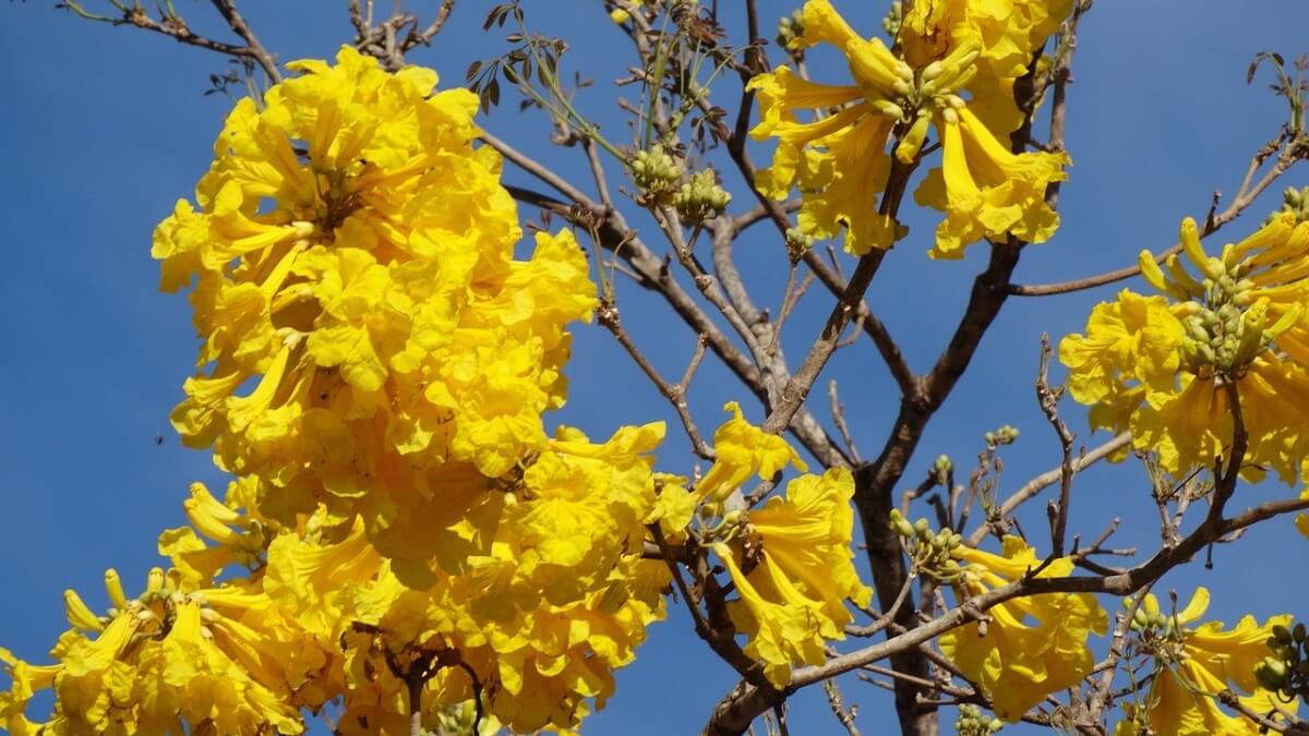 10 árvores com flores para plantar na calçada