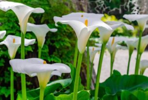 Flores Copo de Leite