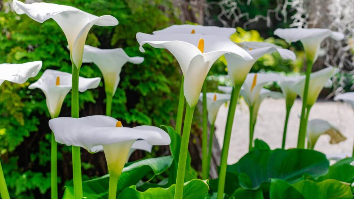 Flores Copo de Leite