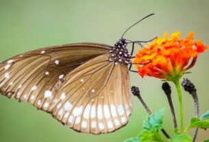 Plantas de Sol Pleno Como Escolher e Cuidar Corretamente