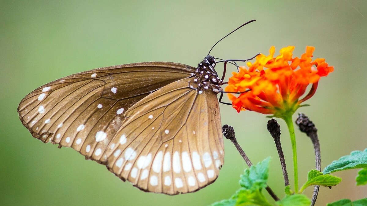 Plantas de Sol Pleno Como Escolher e Cuidar Corretamente