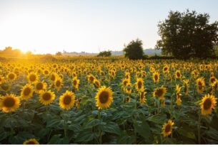 Plantas de Sol Pleno com Flores
