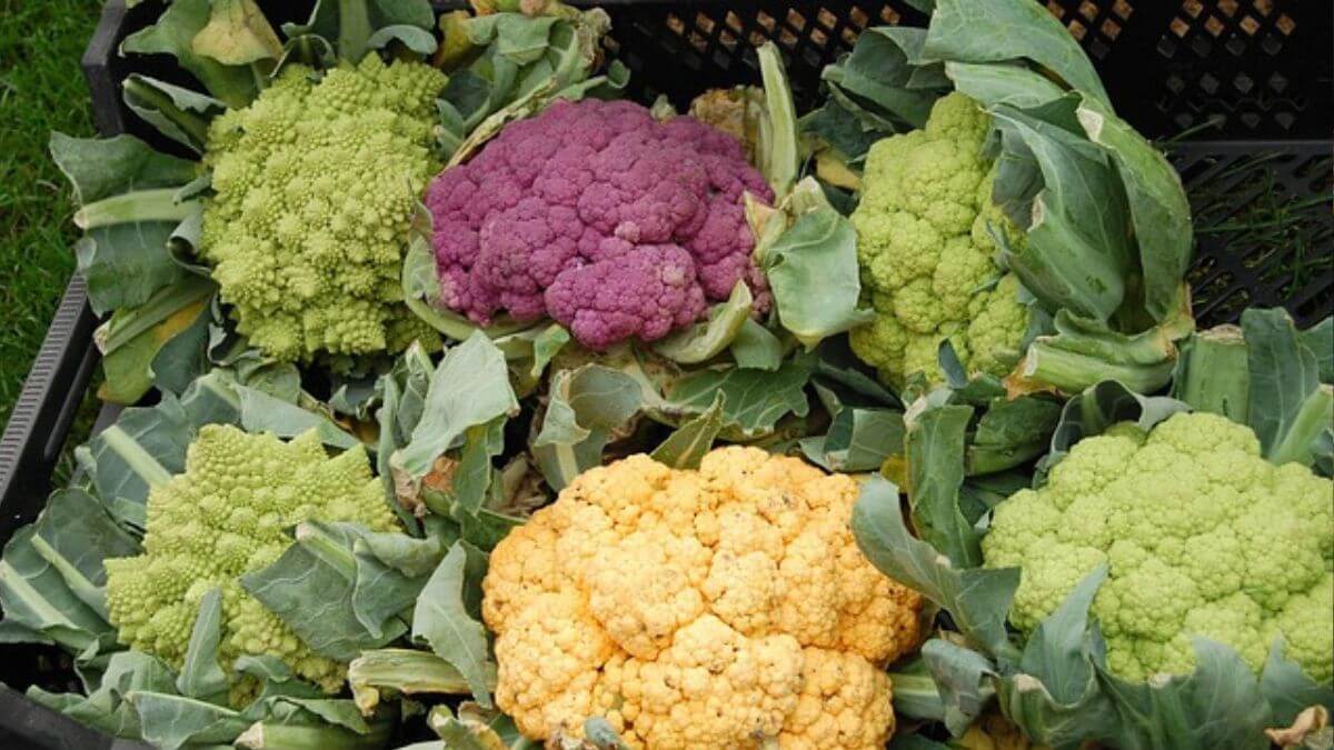 Couve-Flor
