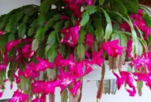 Cuidar de Flor de Maio