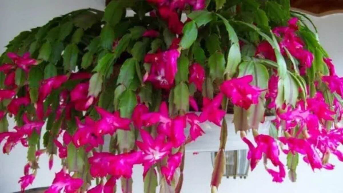 Cuidar de Flor de Maio