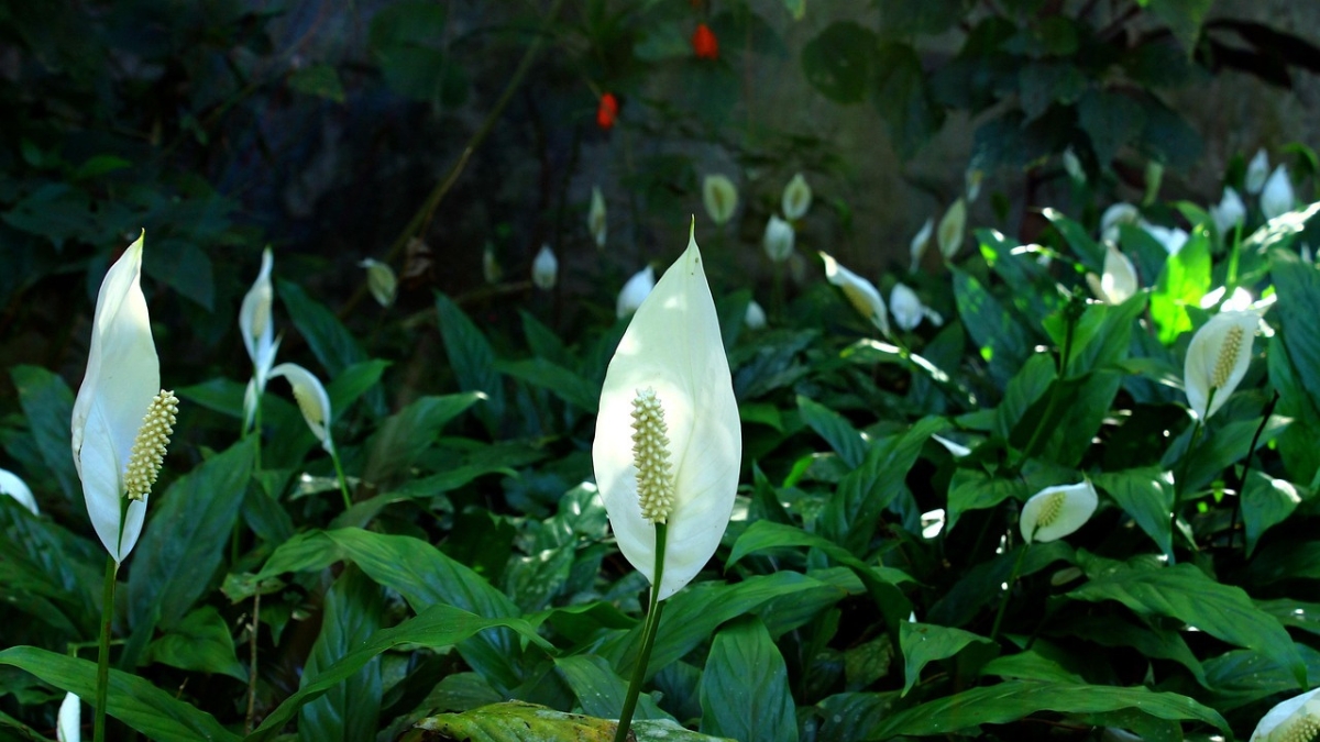 Lírio da Paz Como Cuidar