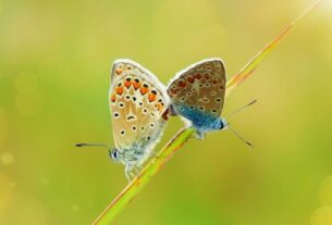 Meio Ambiente Natureza