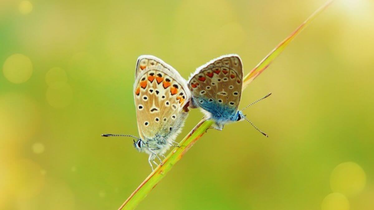 Meio Ambiente Natureza