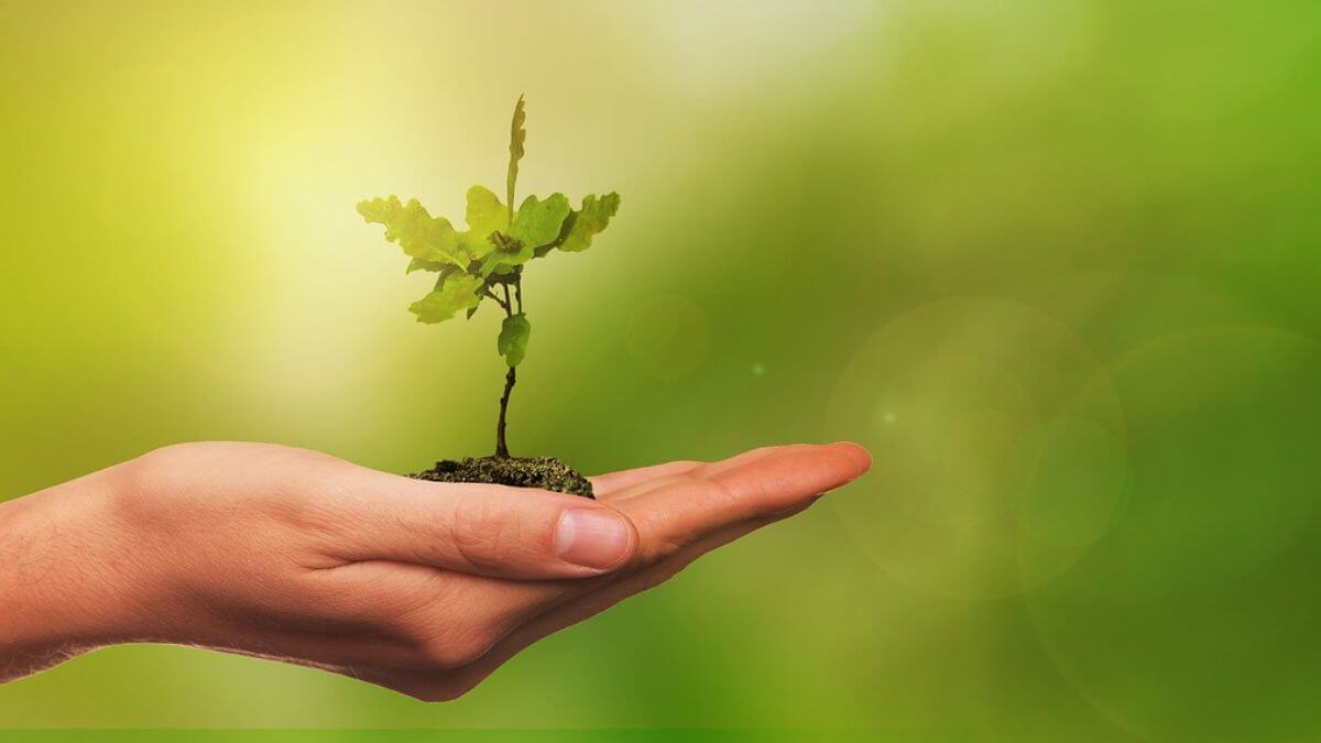 Meio Ambiente Preservado