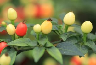 Plantas Ornamentais para Sala