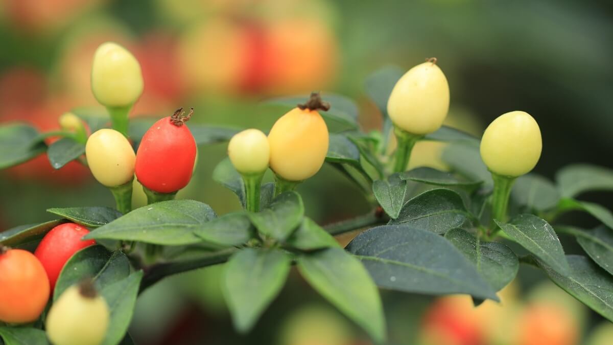 Plantas Ornamentais para Sala