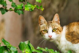 Plantas Tóxicas para Gato