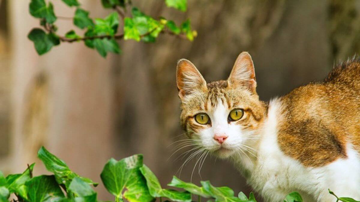 Plantas Tóxicas para Gato