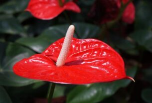 Plantas da Amazônia