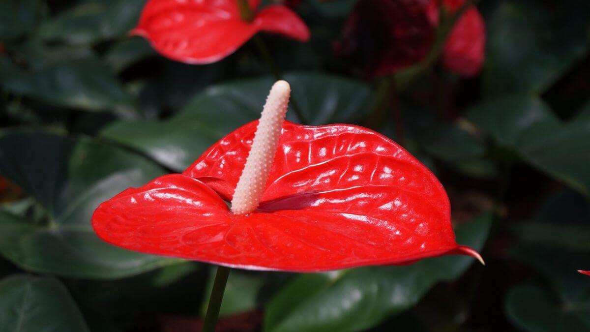 Plantas da Amazônia