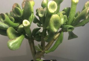 Suculentas Orelha de Shrek