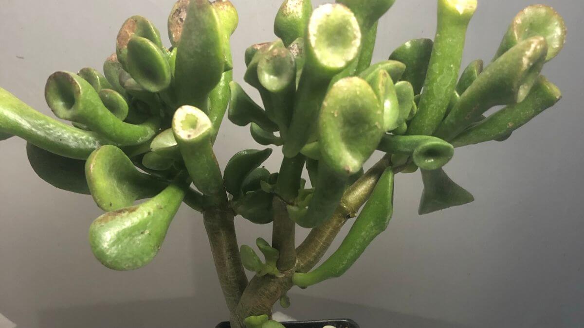 Suculentas Orelha de Shrek