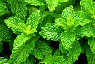 Hortelã-pimenta