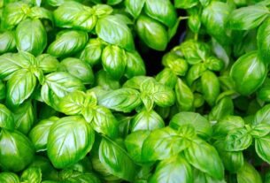 Manjericão-de-folha-larga