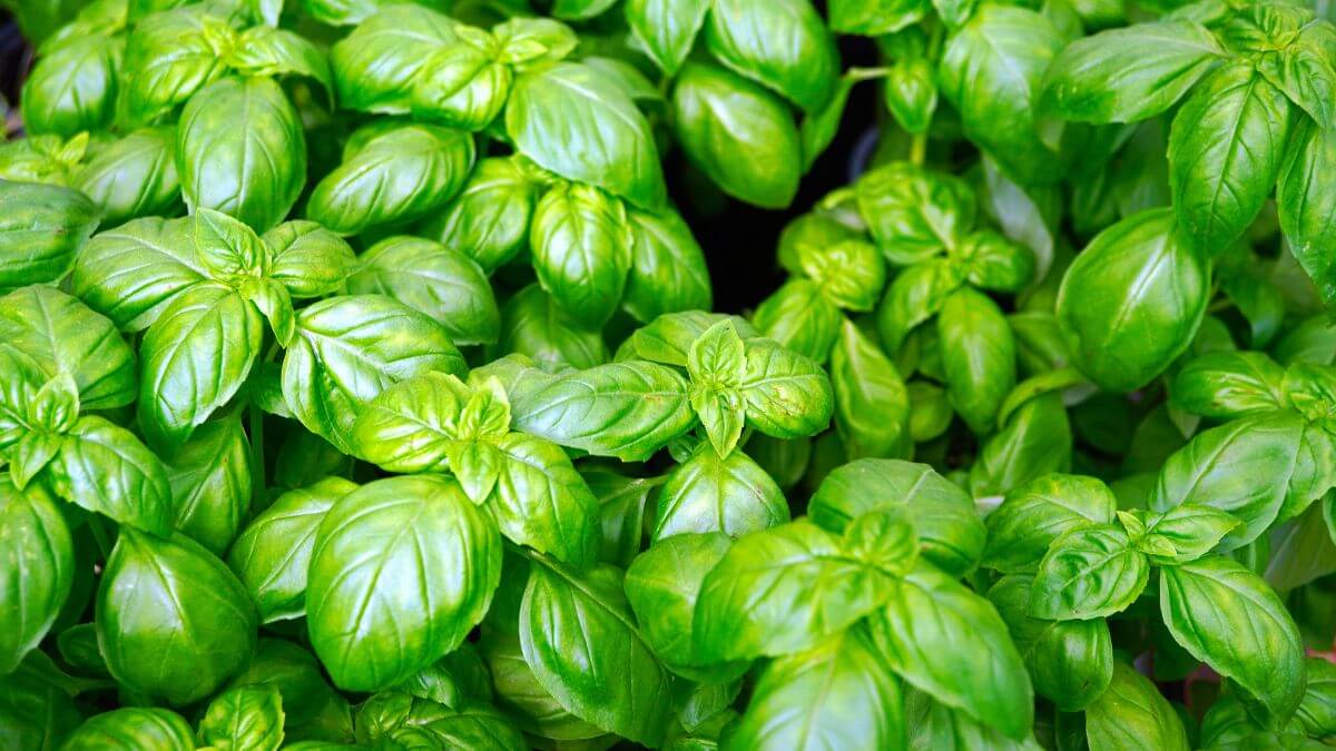 Manjericão-de-folha-larga: como plantar, cuidar e usar na cozinha 10 dicas