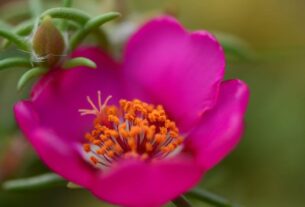 Onze horas gosta de sol ou sombra