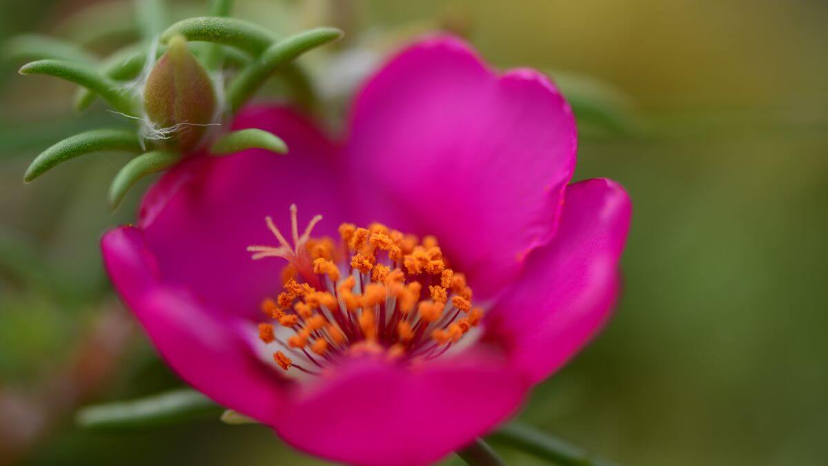 Onze horas gosta de sol ou sombra