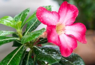 Como Fazer Muda de Rosas do Deserto
