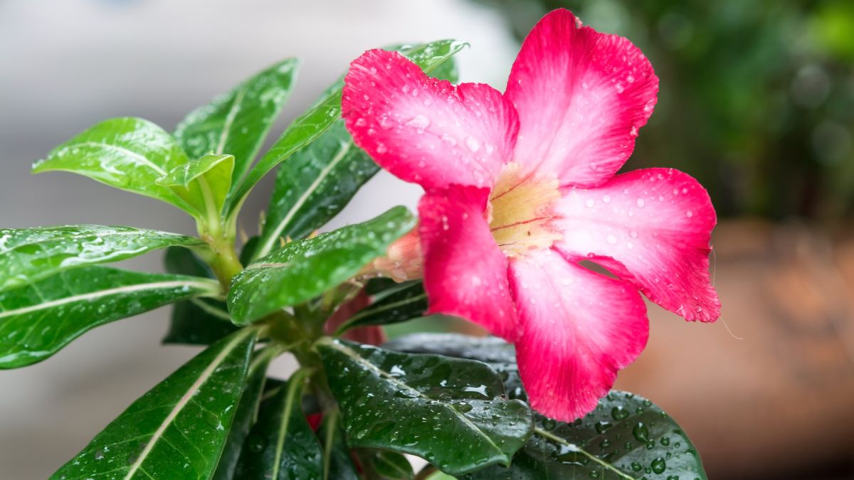 Como Fazer Muda de Rosas do Deserto